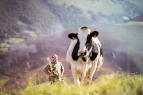 Vache et producteur en fond